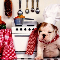 Пазл: Шеф-повар