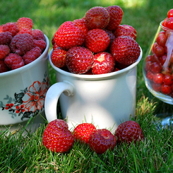 Пазл: Ягодки