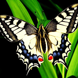 Пазл: Красавица