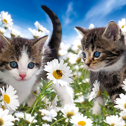 Пазл: Котята