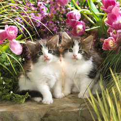 Пазл: Котята