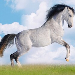 Пазл: Прекрасное создание