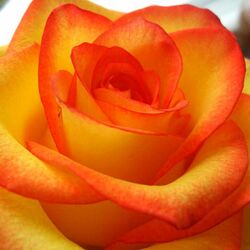 Пазл: Мир цветов