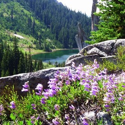 Пазл: Беркли Парк