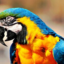 Пазл: Попугай Ара