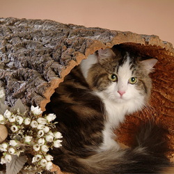 Пазл: Кошкин дом