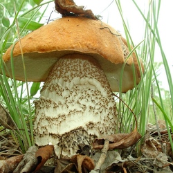 Пазл: Царь-гриб