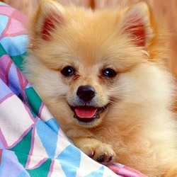 Пазл: Померанский шпиц