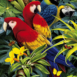 Пазл: Попугаи