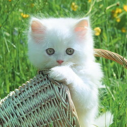 Пазл: По грибы