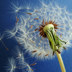 Пазл: Одуванчик