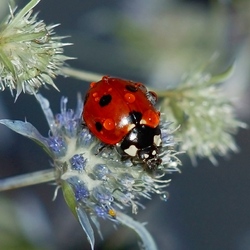 Пазл: Небесное чудо