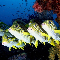 Пазл: Жители Красного моря