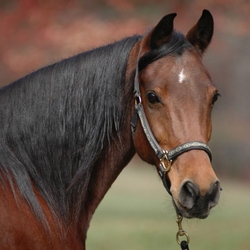 Пазл: Лошадь