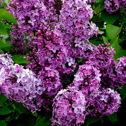 Пазл: Сирень