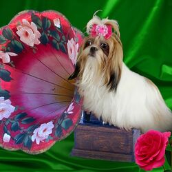 Пазл: Музыкальный натюрморт