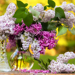 Пазл: Сирень