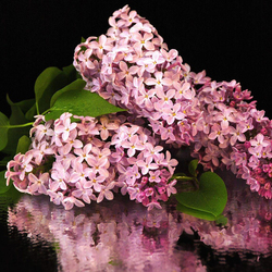 Пазл: Сирень