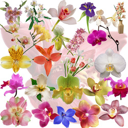 Пазл: Орхидеи
