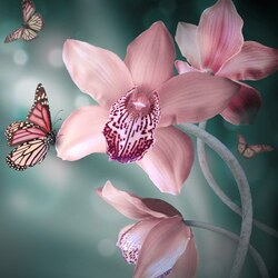 Пазл: Орхидея-бабочка