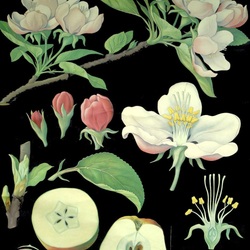 Пазл: Вот так яблочко