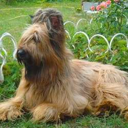 Пазл: Бриар