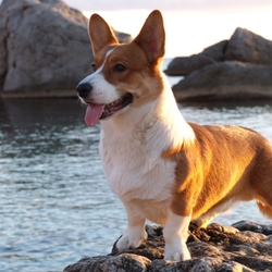 Пазл: Вельш-корги