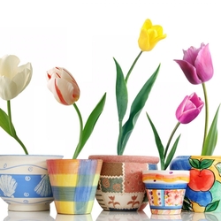 Пазл: Тюльпаны