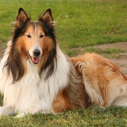 Пазл: Длинношёрстный колли