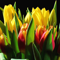 Пазл: Тюльпаны