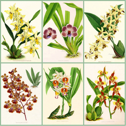 Пазл: Орхидеи в иллюстрациях 19 века