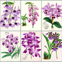 Пазл: Орхидеи в иллюстрациях 19 века