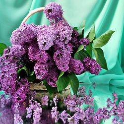 Пазл: Сирень