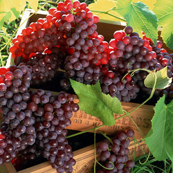 Пазл: Виноград