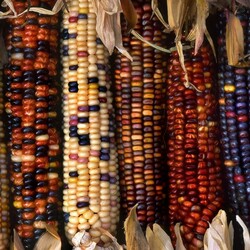 Пазл: Цветная кукуруза