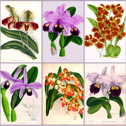 Пазл: Орхидеи в иллюстрациях 19 века
