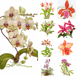 Пазл: Орхидеи 