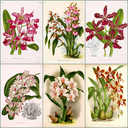 Пазл: Орхидеи в иллюстрациях 19 века