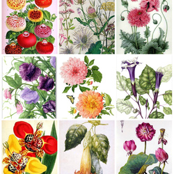 Пазл: Цветочный фейерверк