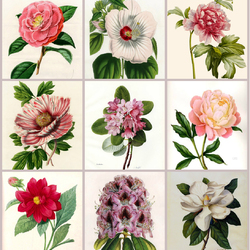 Пазл: Бело-розовая фантазия