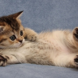 Пазл: Лохматое чудо