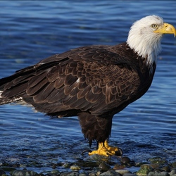 Пазл: Белоголовый орлан