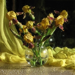 Пазл: Ирисы