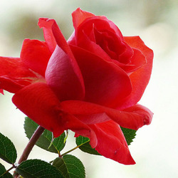 Пазл: Эмблема любви