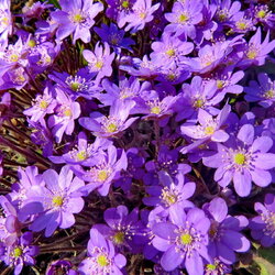 Пазл: Печеночница