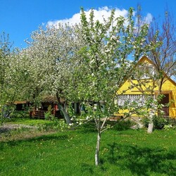 Пазл: Яблони в цвету