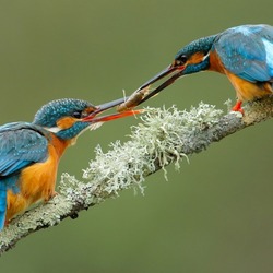 Пазл: Утренний моцион