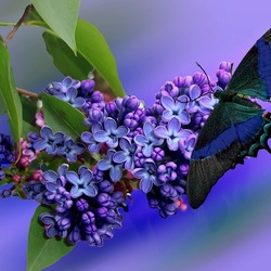 Пазл: Сирень и бабочка