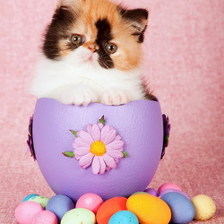 Пазл: Пасхальный котик 