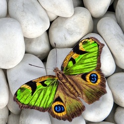 Пазл: Бабочка